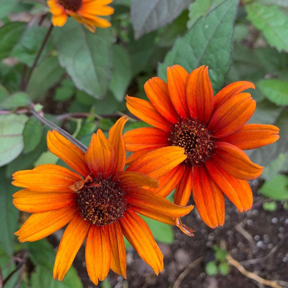 HELIOPSIS H. 'BLEEDING HEARTS'  G1 AB