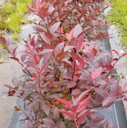 ITEA 'FOUNTAINS OF ROUGE' G3 AB