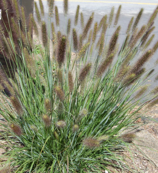 GRASS - PE. AL. 'CAYENNE' G2 WF