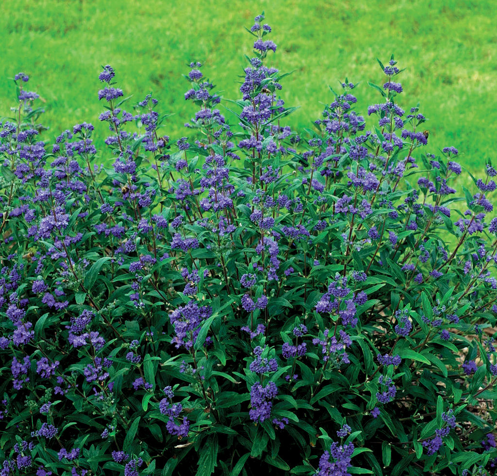 CARYOPTERIS X C. 'PETIT BLEU'  G2