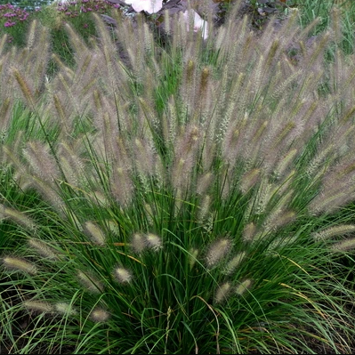 GRASS - PE. AL. 'HUSH PUPPY' G2 WF
