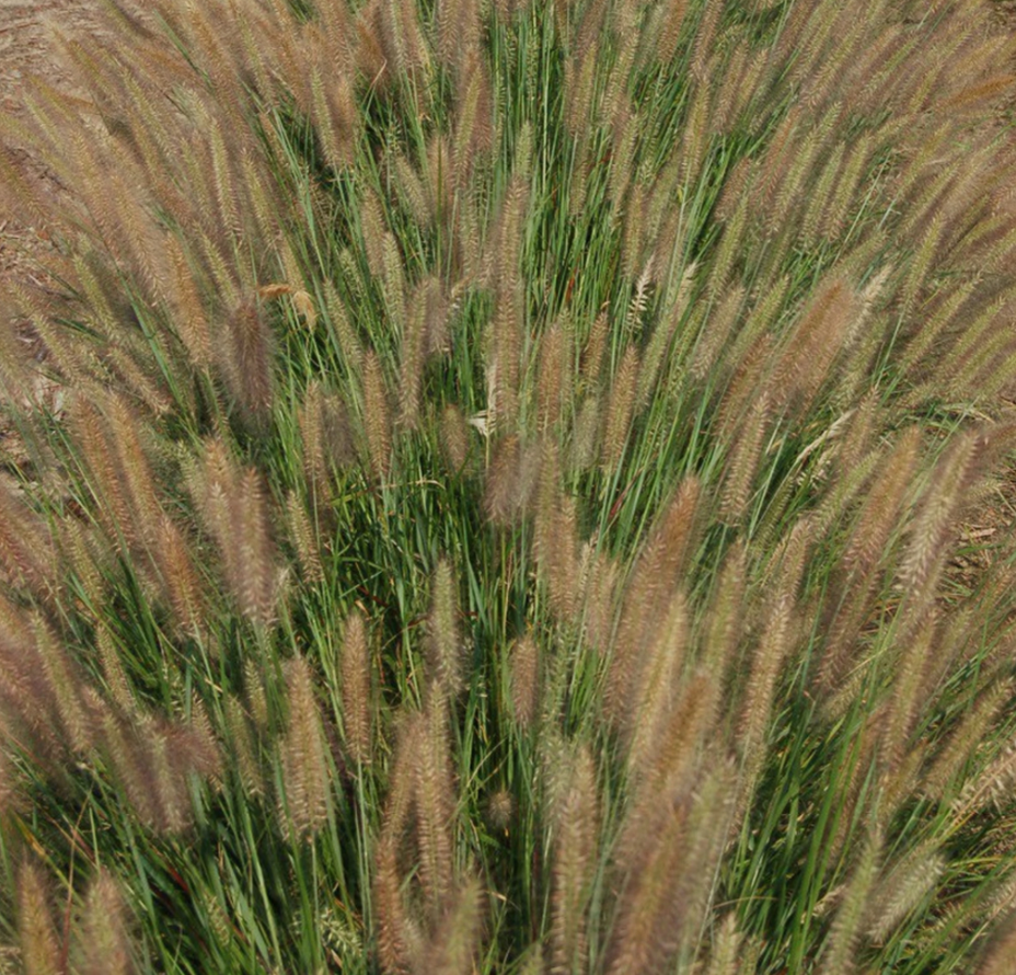 GRASS - PE. AL. 'JAMBALAYA' G2