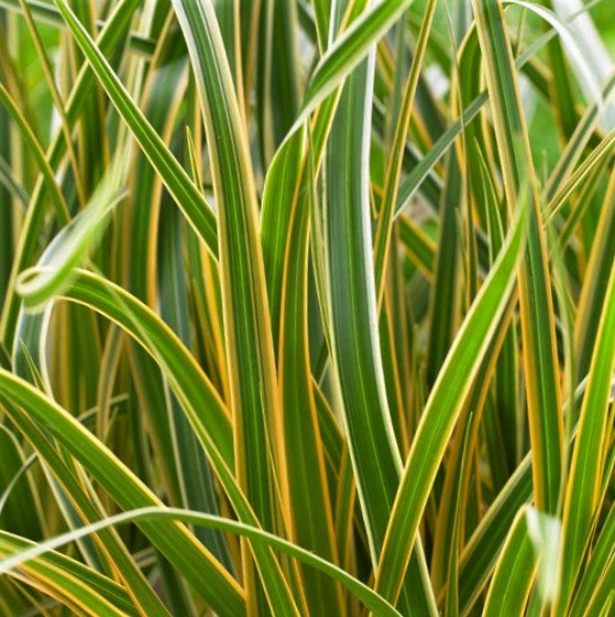 GRASS - CAREX 'EVERGLOW'  19CM