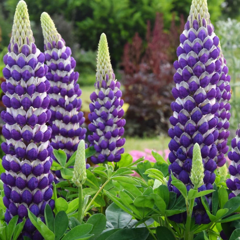 Westcountry™ Blacksmith Lupine (LUPINUS WESTCOUNTRY BLACKSMITH) - 1.5 gallon