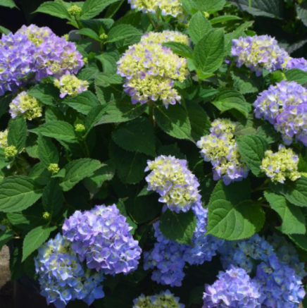 HYDRANGEA M. 'AZURE SKIES'  G3 PTW