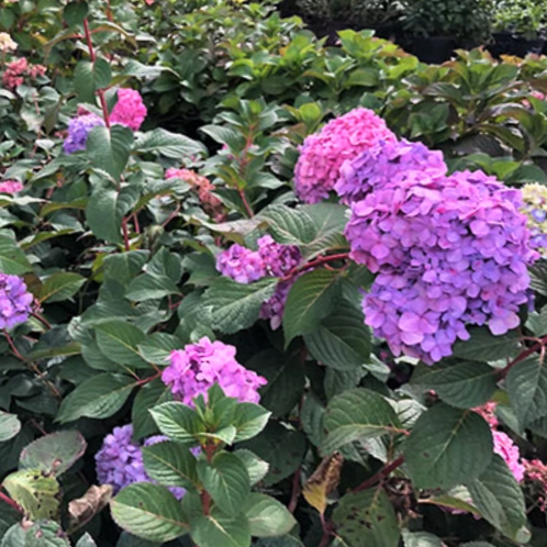 HYDRANGEA M. 'ROCK-N-ROLL'  G3 PTW