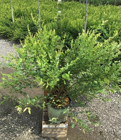 LESPEDEZA 'CANDY GIRL'  G3 PTW 15"
