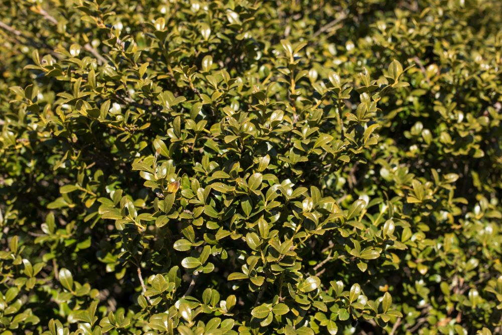 ILEX C. WINTERSCAPE CHILLY WILLY  G3 15" PTW