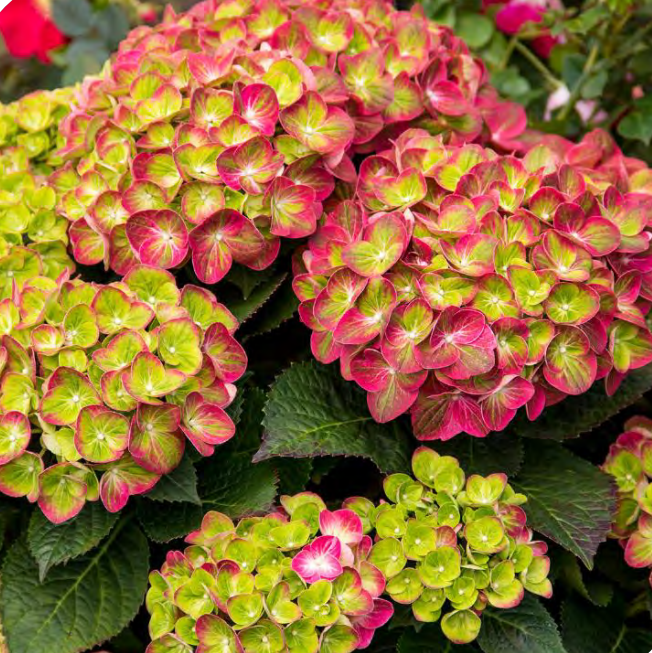 HYDRANGEA M. ' TILT-A-SWIRL'  G2  BE