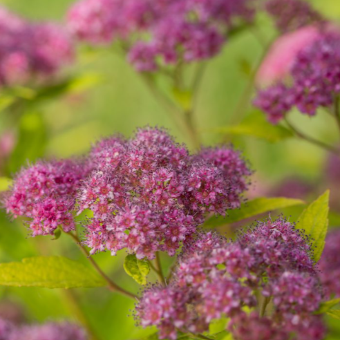 SPIRAEA JAP.  'LITTLE SPARK'™  G3 15" FE
