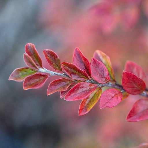 COTONEASTER AUTUMN INFERNO®  G3 18" FE