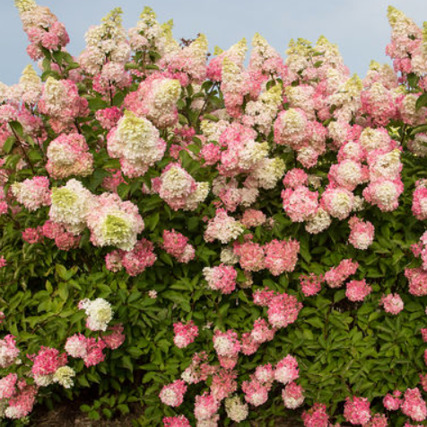 HYDRANGEA P BERRY WHITE®  G3 FE