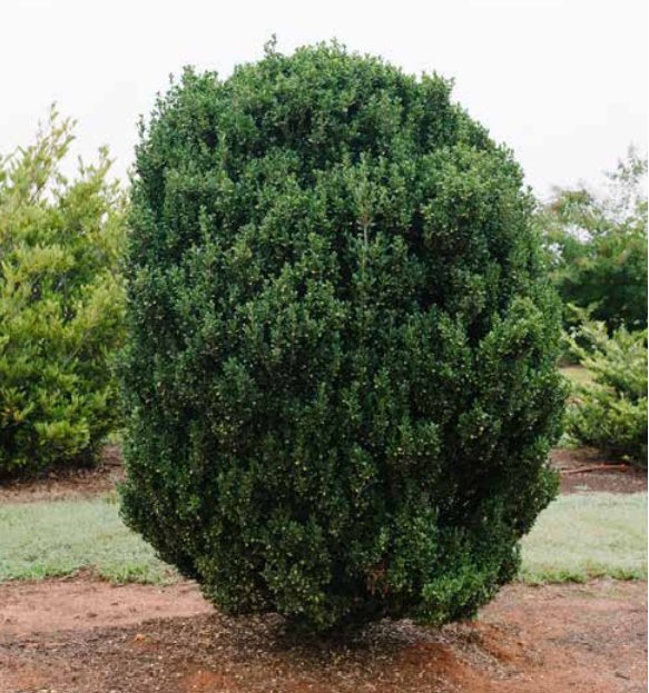 ILEX C. CHUBBY HUBBY™  G3 FE