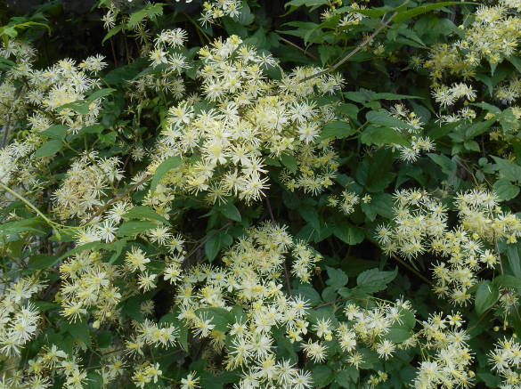CLEMATIS VIRGINIANA  G1 AB