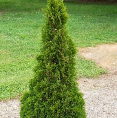 THUJA OCC. EMERALD PETITE  G3 18"