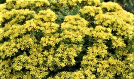 SEDUM ROCK 'N LOW 'BRIGHT IDEA' G1 PW