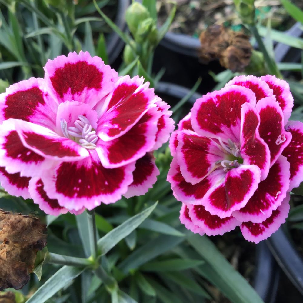 DIANTHUS DELILAH PURPLE BICOLOR 19CM