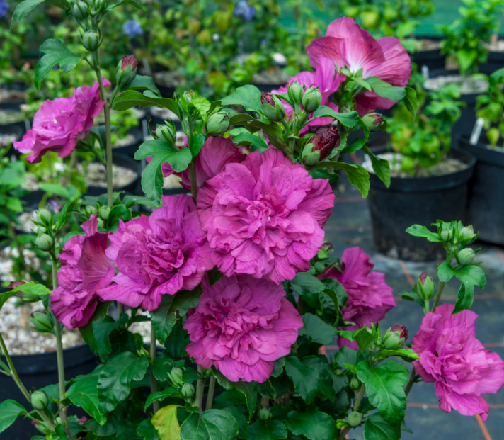 HIBISCUS S. MAGENTA  CHIFFON® G3 18" PW