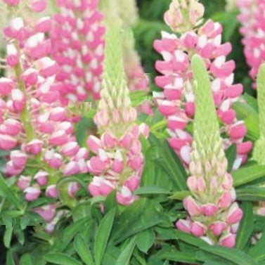 Staircase™ Lupine Rose White (LUPINUS STAIRCASE™ ROSE & WHITE) - 1.5 gallon