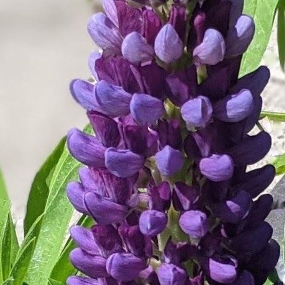 Staircase™ Blue Lupine (LUPINUS STAIRCASE™ BLUE) - 1.5 gallon