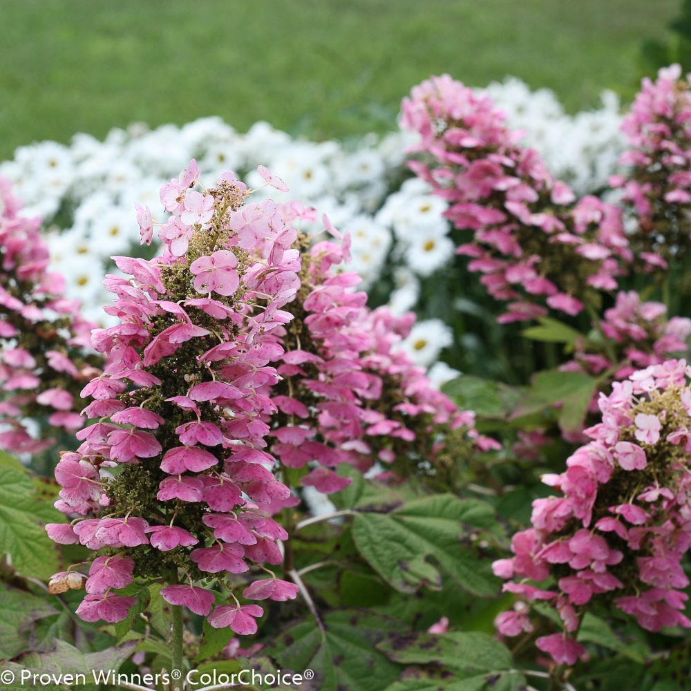 HYDRANGEA QU. 'GATSBY PINK'®  G3 PW