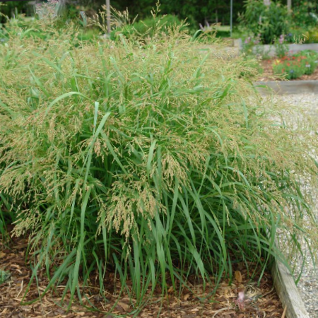 GRASS - PA CAPE BREEZE  G2 AB