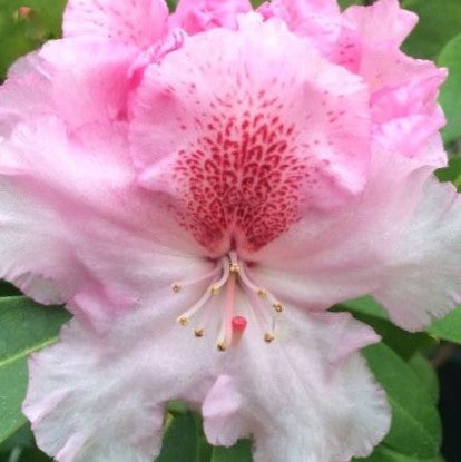 RHODO. HOLDENS™ PINK FLARE  G3 15" PTW