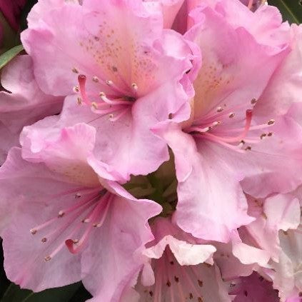 RHODO. HOLDENS™ PINK G3 15" PTW
