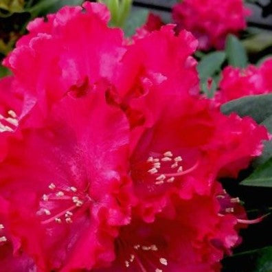 RHODO. HOLDENS™ RED  G3 15" PTW