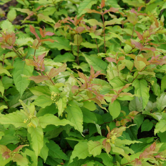 DIERVILLA S. 'KODIAK FRESH'® G3 15"  PW
