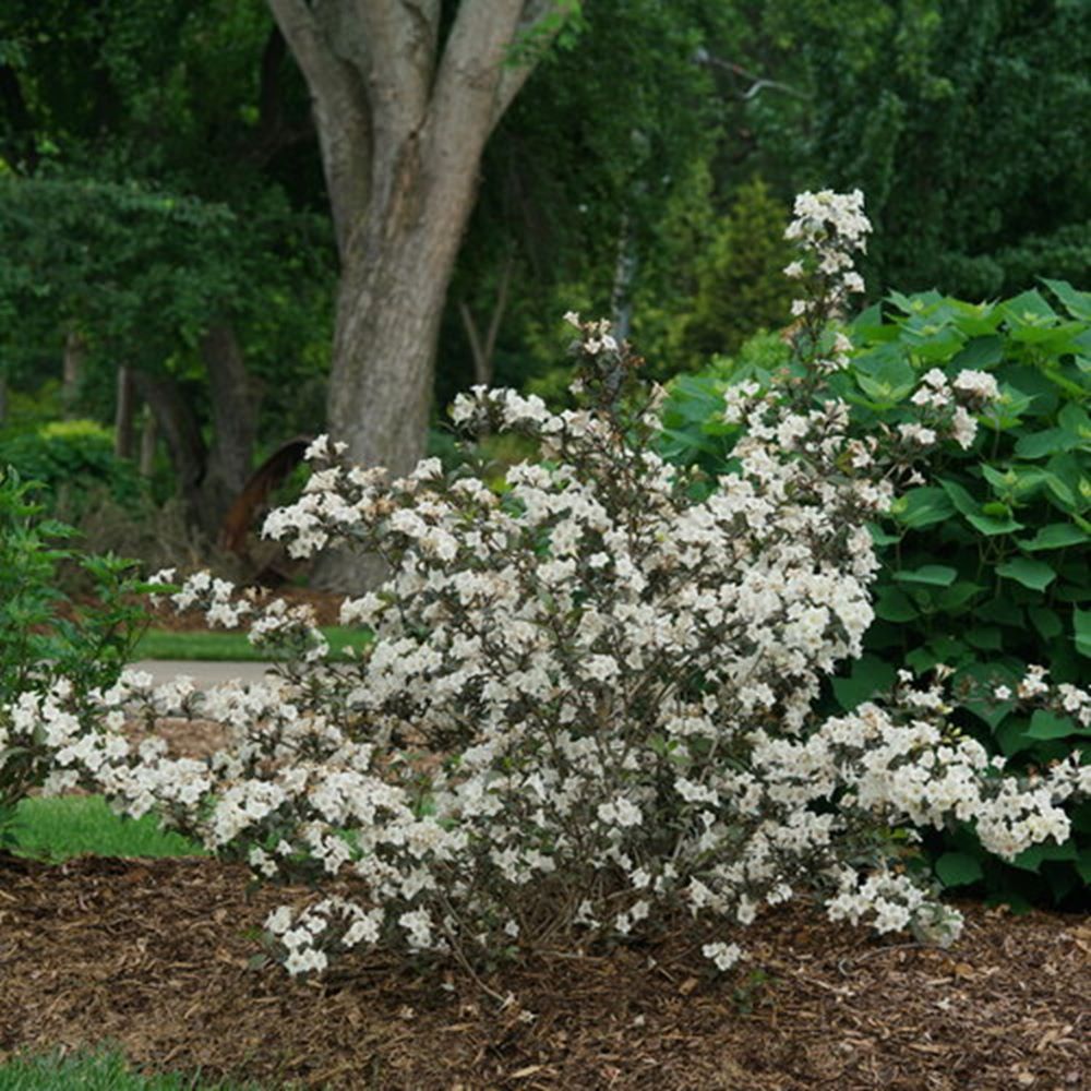 WEIGELA FLOR. WINE & SPIRITS®  G3 15" PW