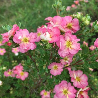 POTENTILLA HAPPY FACE HEARTS® G2 12" PWDP