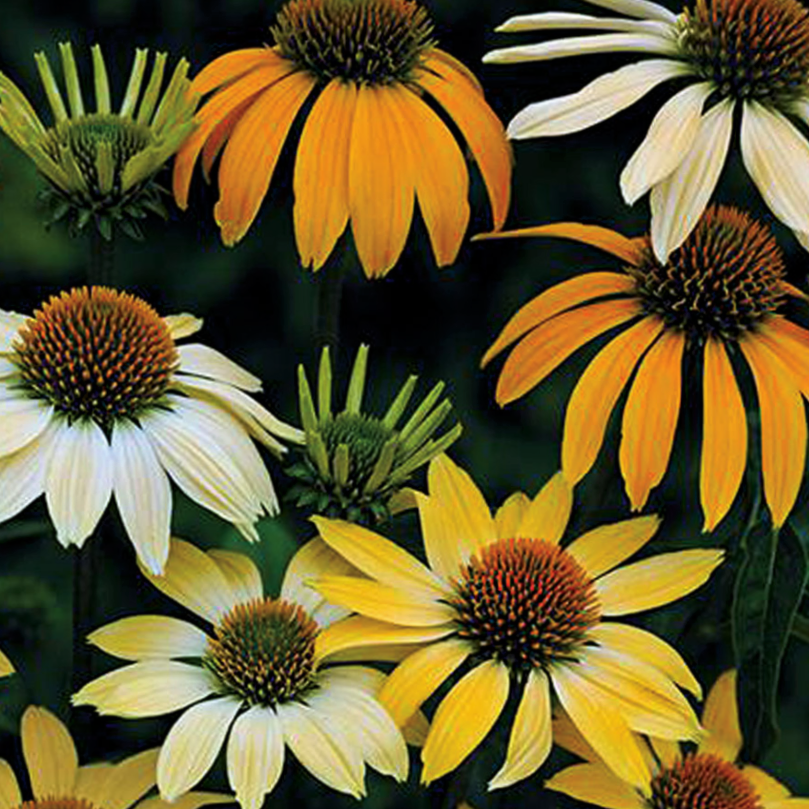 ECHINACEA P. 'MELLOW YELLOWS'  G1 AB