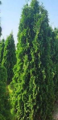 THUJA OCC. THIN MAN  G3 48"