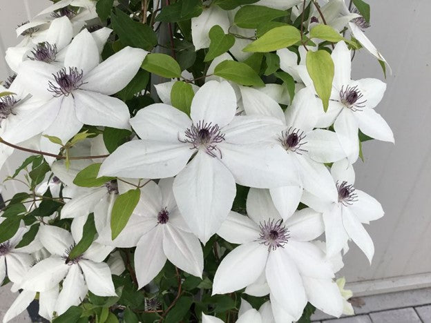 CLEMATIS 'TSUKIKO'  19CM RE