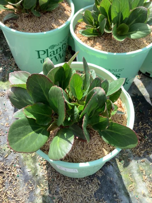 BERGENIA EARLY BRILLIANCE MAGENTA 19CM PTW