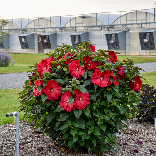 HIBISCUS X 'SUMMERIFIC VALENTINES CRUSH'  G2 PW