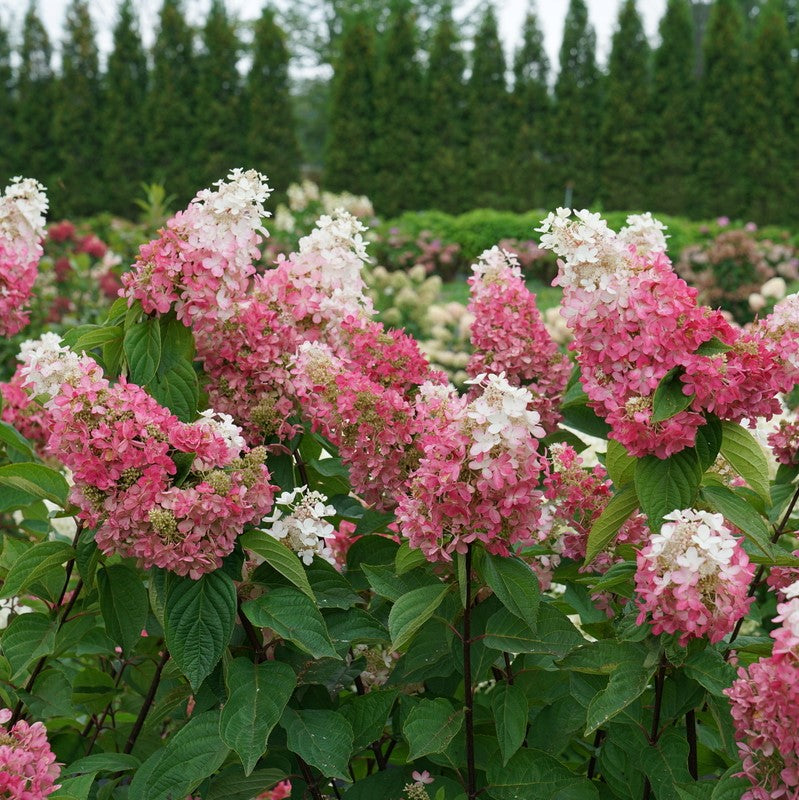 HYDRANGEA P 'PINKY WINKY PRIME'™  G3 PW