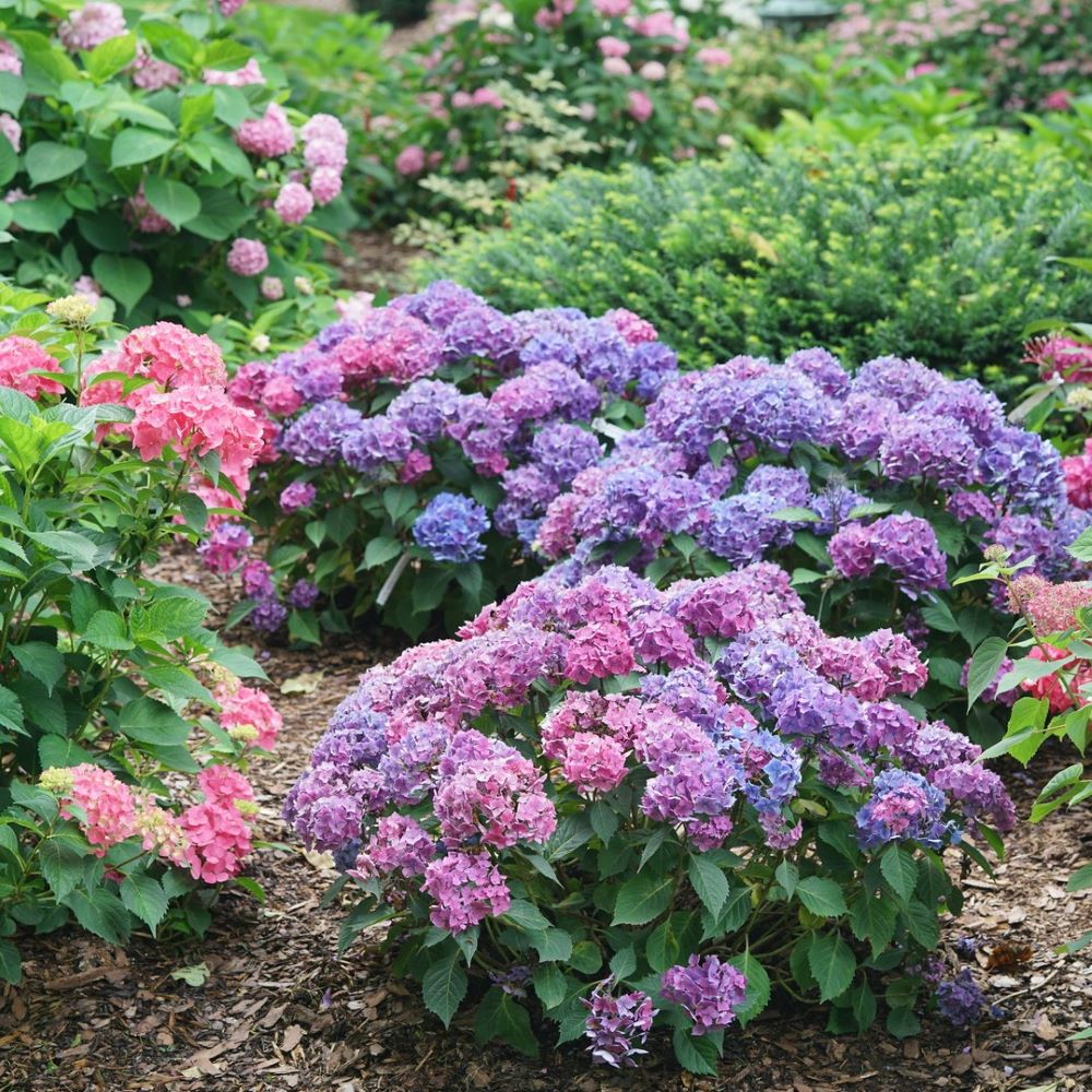 HYDRANGEA M. LETS DANCE LOVABLE™  G3 PW