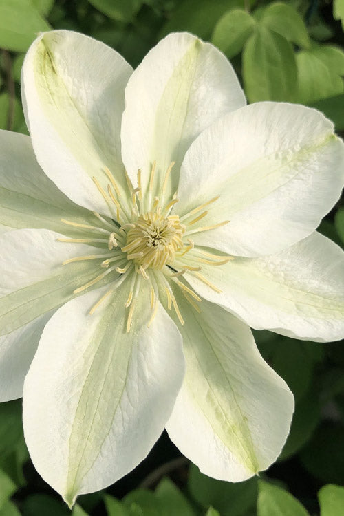 CLEMATIS 'GUERNSEY FLUTE'  19CM RE