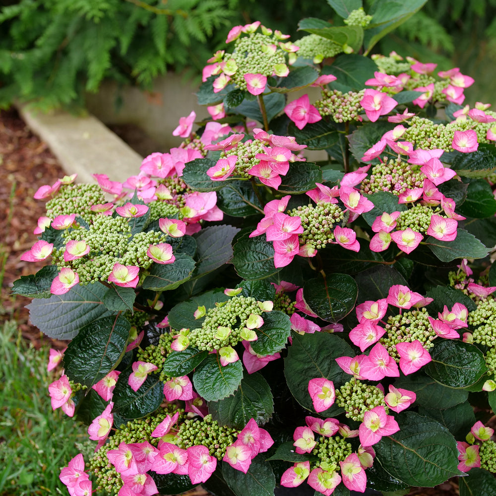 HYDRANGEA S 'TUFF STUFF TOP FUN'™  G3 PW