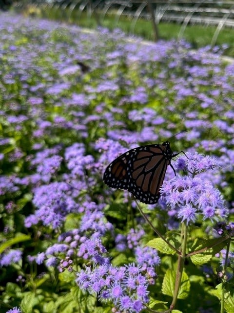 EUPATORIUM 'COELESTINUM'  G1 AB