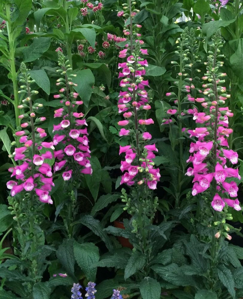 Lucas Foxglove (DIGITALIS LUCAS PINK) - 1 gallon