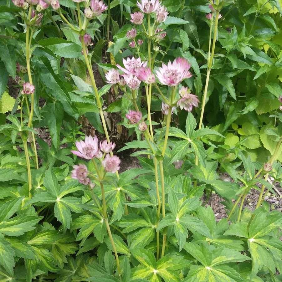 ASTRANTIA 'MASTERPIECE'  G1 PTW