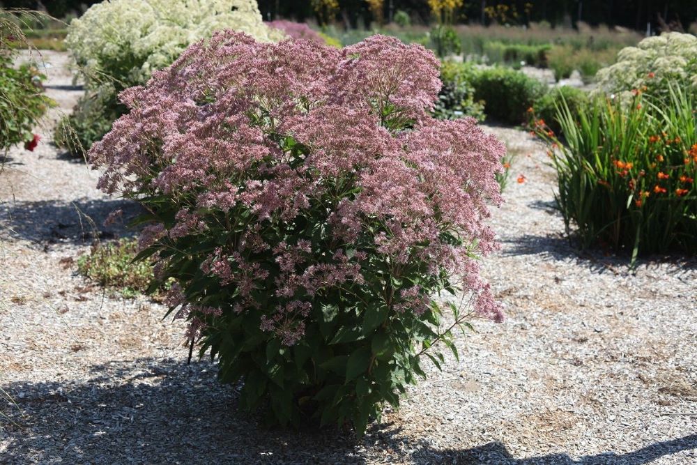 EUPATORIUM X. 'ROSIE JOSIE'  G2