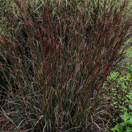 GRASS - AND. 'BLACKHAWKS'  G3