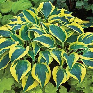 HOSTA SHADOWLAND 'AUTUMN FROST'  19CM PW