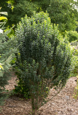 LIGUSTRUM V. 'STRAIGHT TALK'®  G3 15" FE