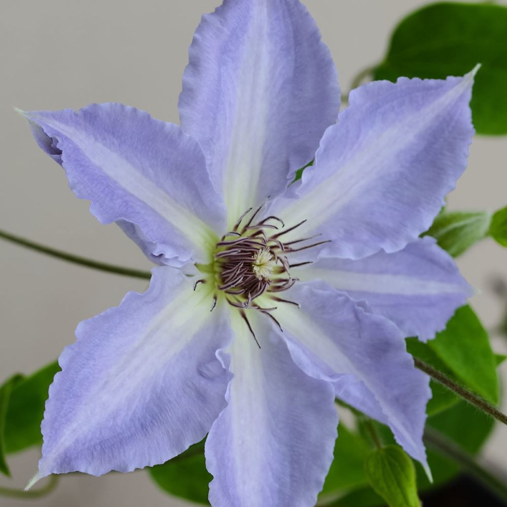 CLEMATIS 'TRANQUILITE'  19CM RE