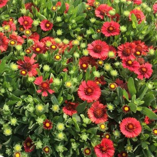 GAILLARDIA SPINTOP RED G1